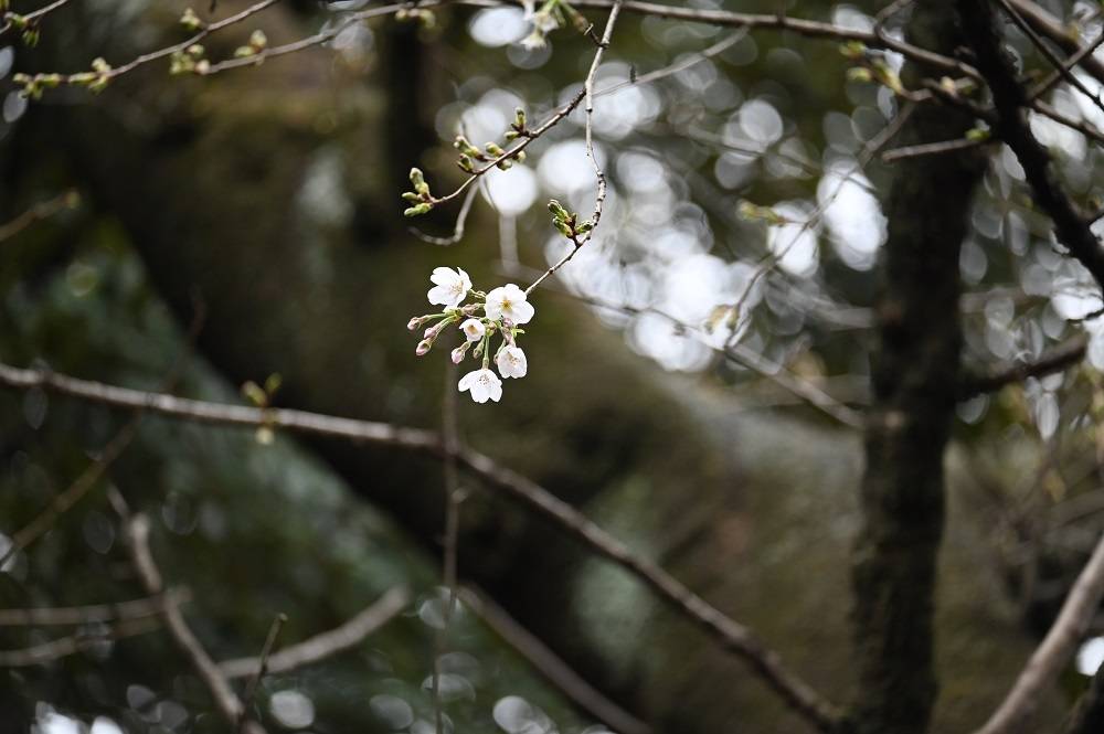 3月28日の桜ブログ🌸ついに......の写真