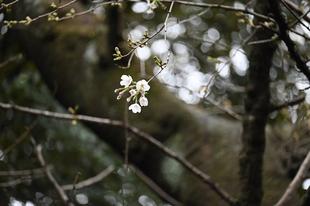3月28日の桜ブログ🌸ついに......
