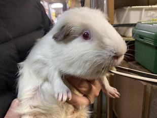 モルに渡す例のブツ その1