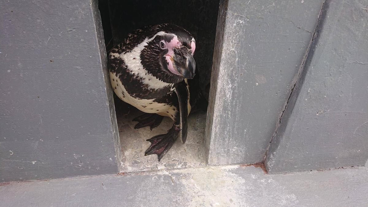 ペンギン紹介⑦ ～アポロ・マリン編～|動物トピックス｜ブログ|野毛山