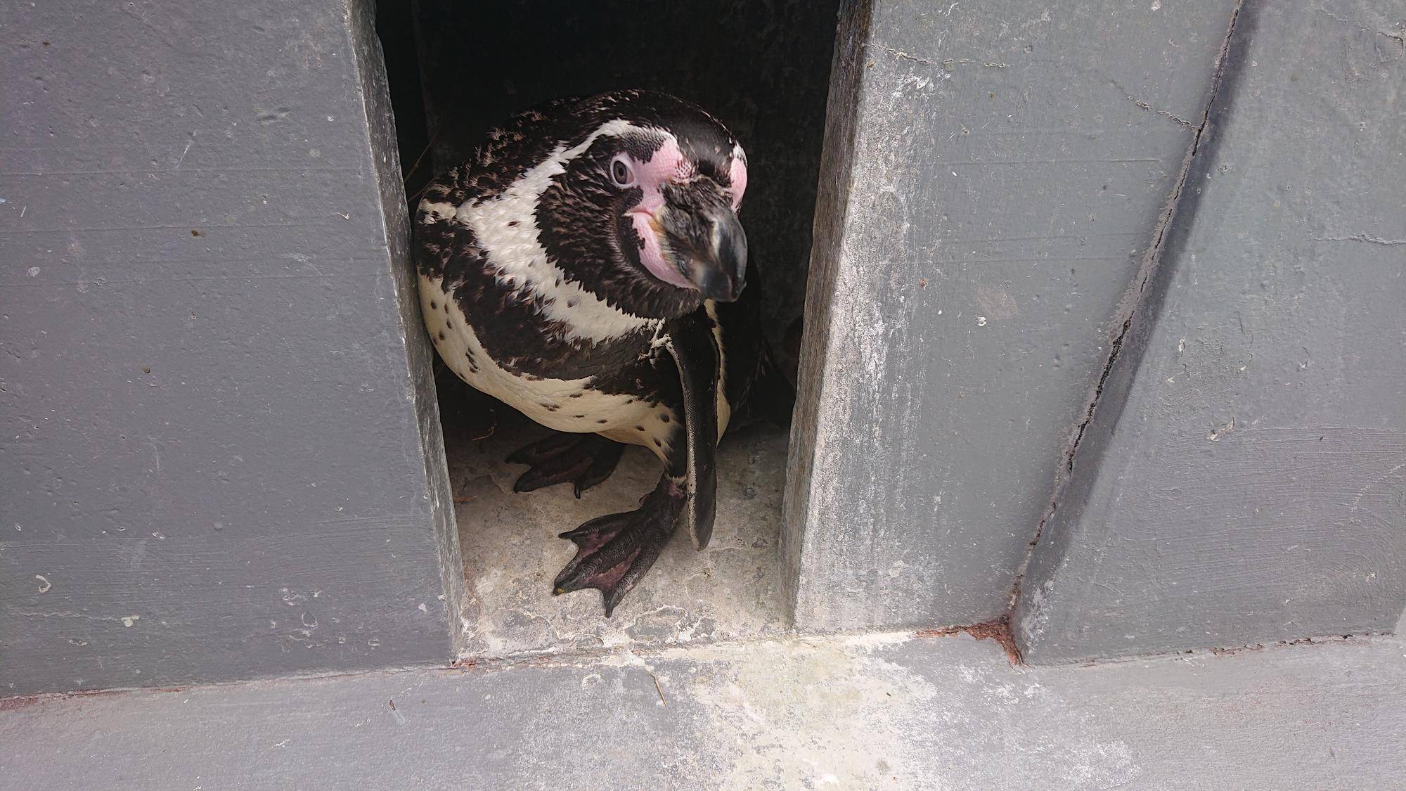 ペンギン紹介⑦ ~アポロ・マリン編~の写真