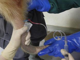 この動物はどこから？　その5