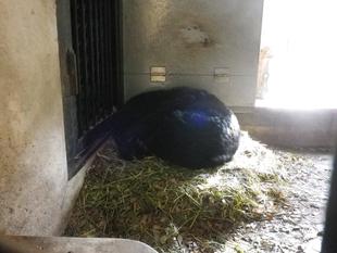 ようやく寝坊助