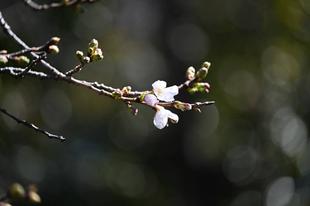 3月27日さくらの日 基準木はまだですが...近くで数輪開花🌸