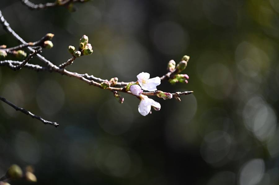 3月27日さくらの日 基準木はまだですが...近くで数輪開花🌸の写真