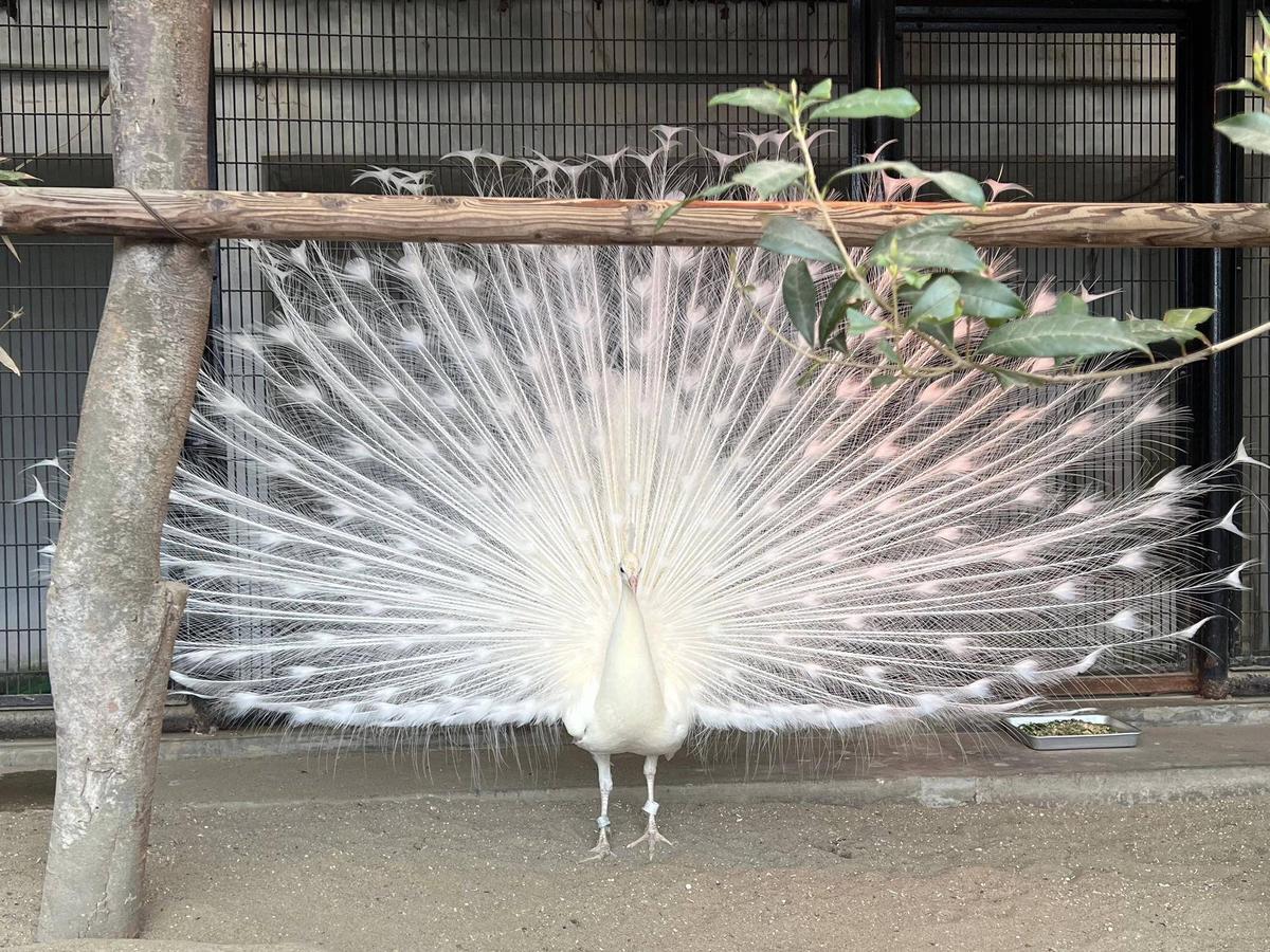クジャクで感じる春の訪れ|植物トピックス｜ブログ|野毛山動物園公式