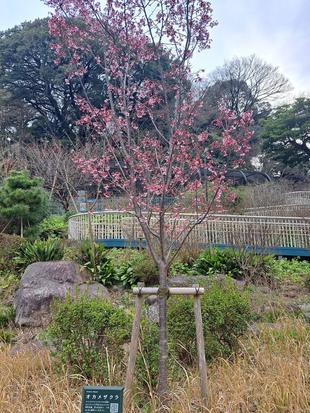 3月8日 オカメザクラ散り始め ソメイヨシノまだまだ