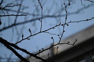 3月16日 ソメイヨシノはまだまだ......