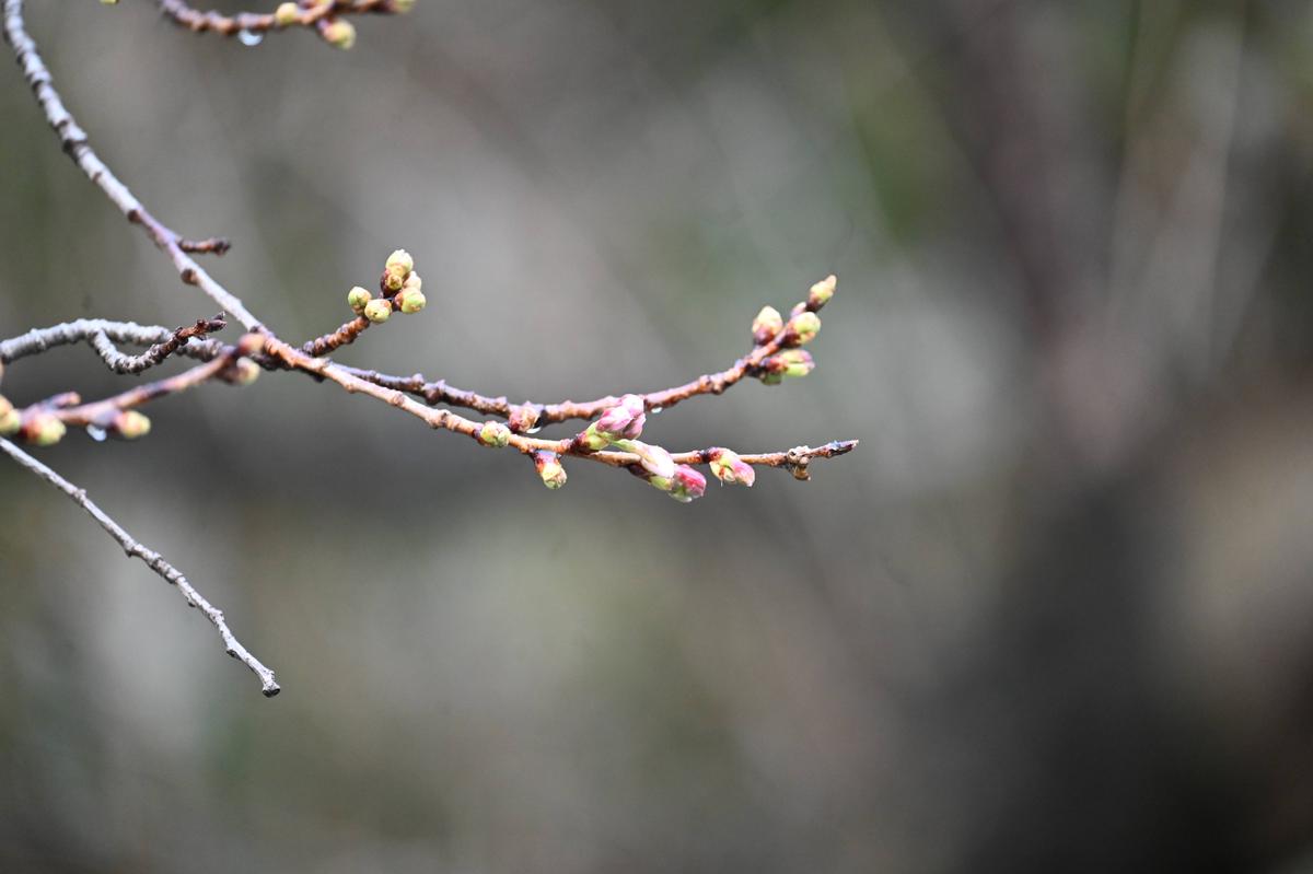 3月23日 まだまだつぼみですが、確実に膨らんでいます🌸の写真