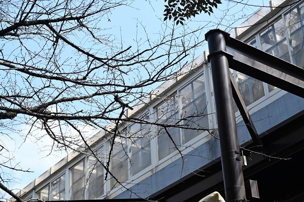 3月17日🌸ソメイヨシノ🌸のご様子は?の写真