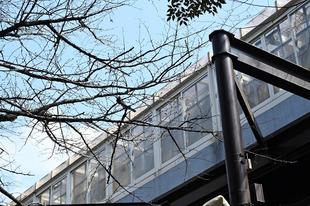 3月17日🌸ソメイヨシノ🌸のご様子は?