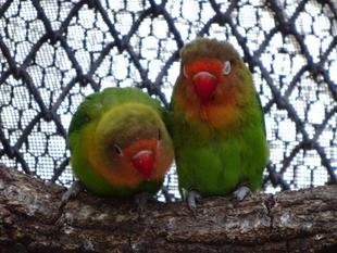 帰ってきた！おもちゃ選手権　第二弾