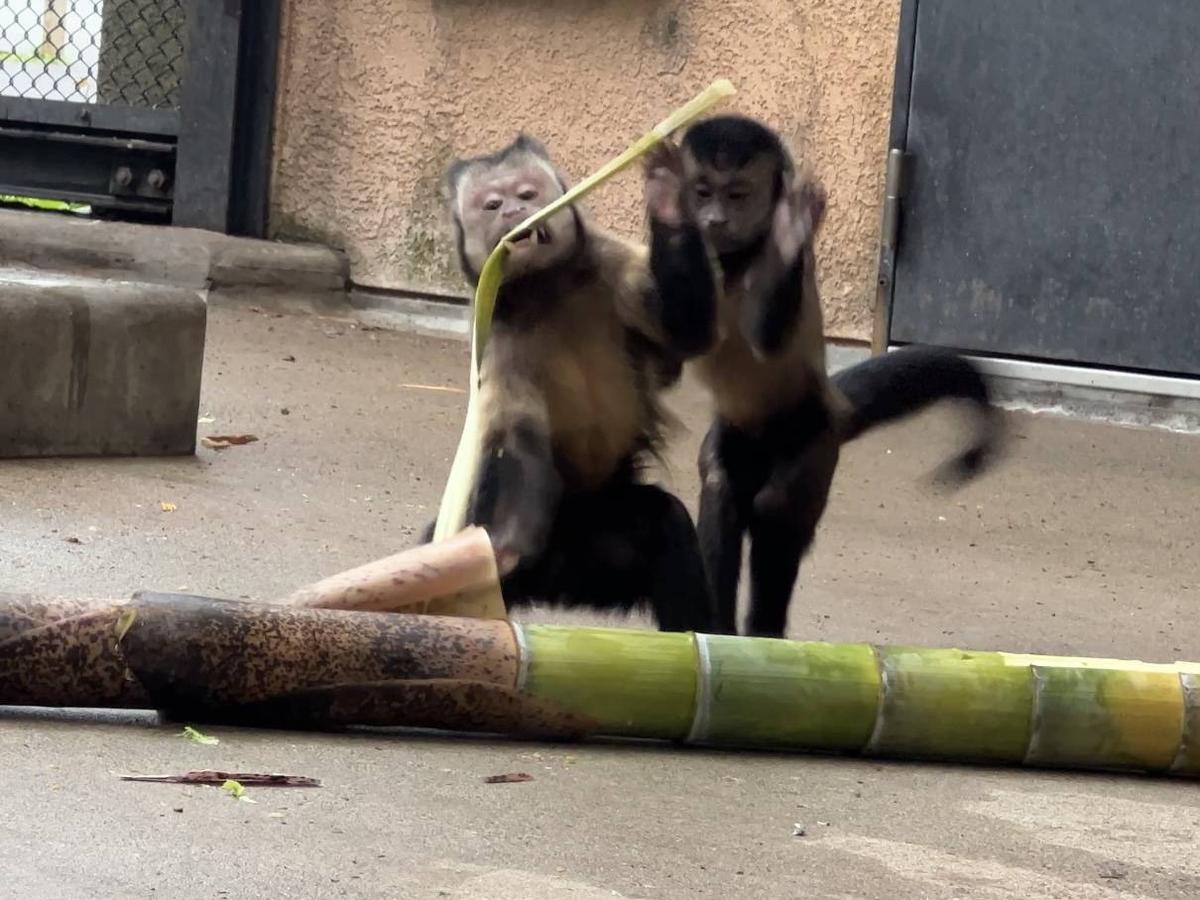 おさる かじって食べて楽しむ春|動物トピックス｜ブログ|野毛山動物園公式
