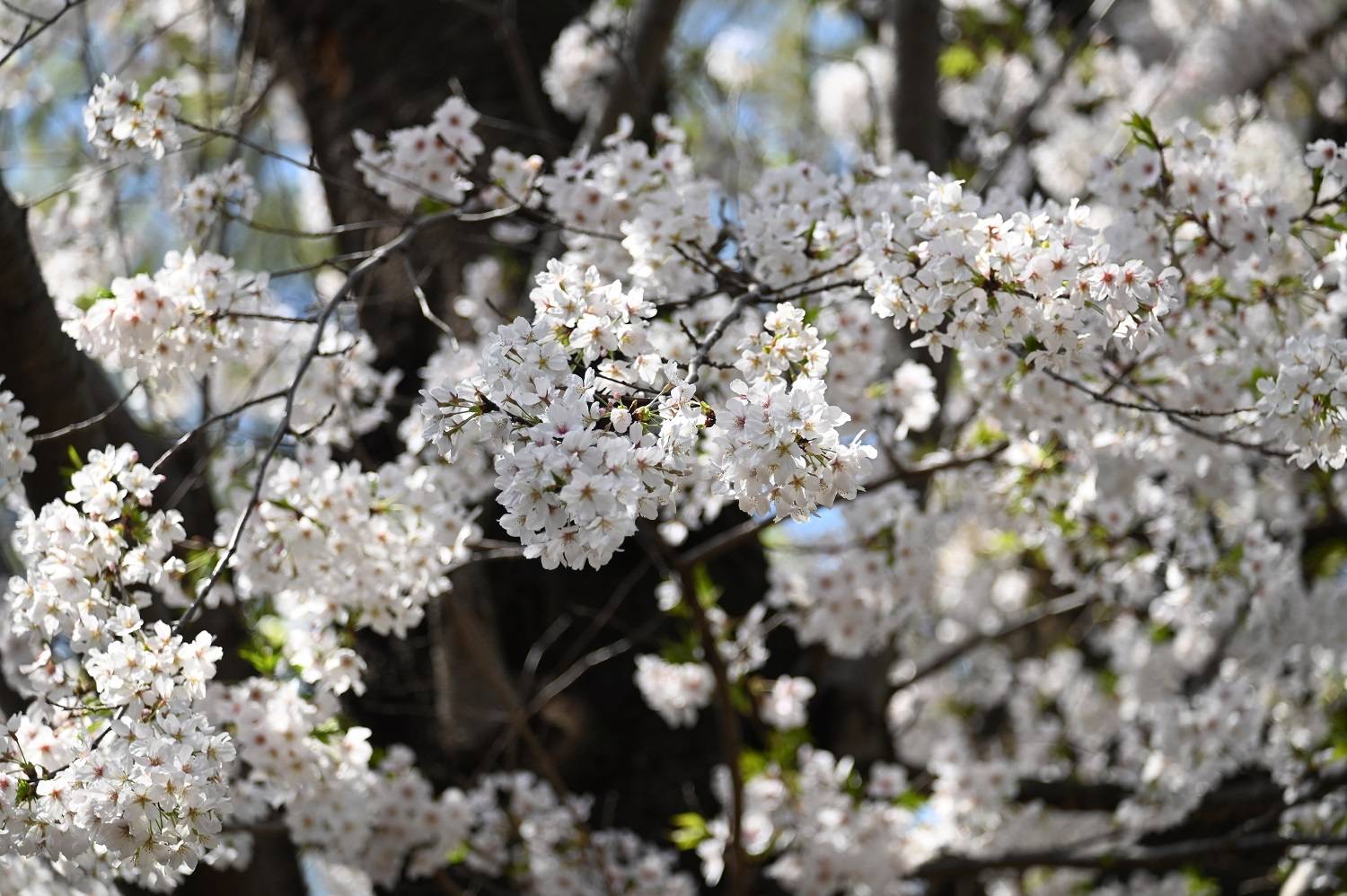 桜🌸ブログ 4月7日の様子の写真