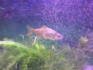 プレッシャーでしかない