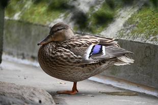 バードケージにいるカモをもっと知りたいカモ？②