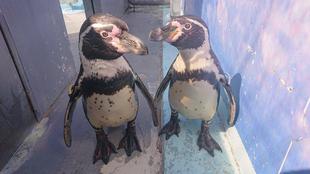 旅立つペンギン達