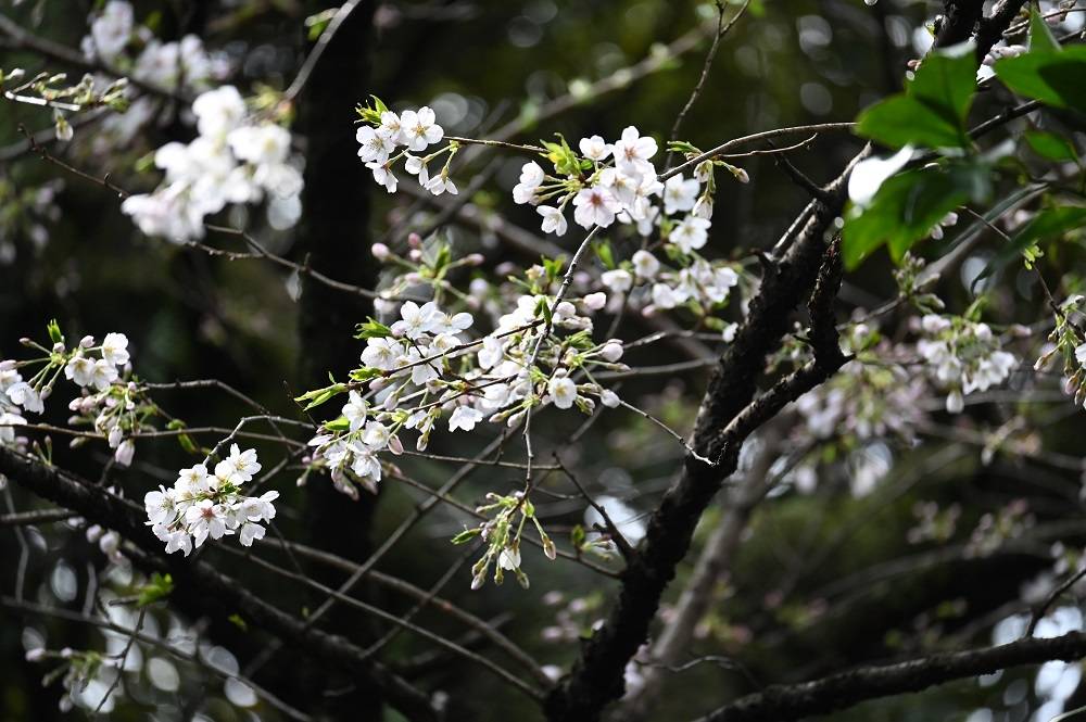 🌸4月1日のソメイヨシノの様子🌸の写真