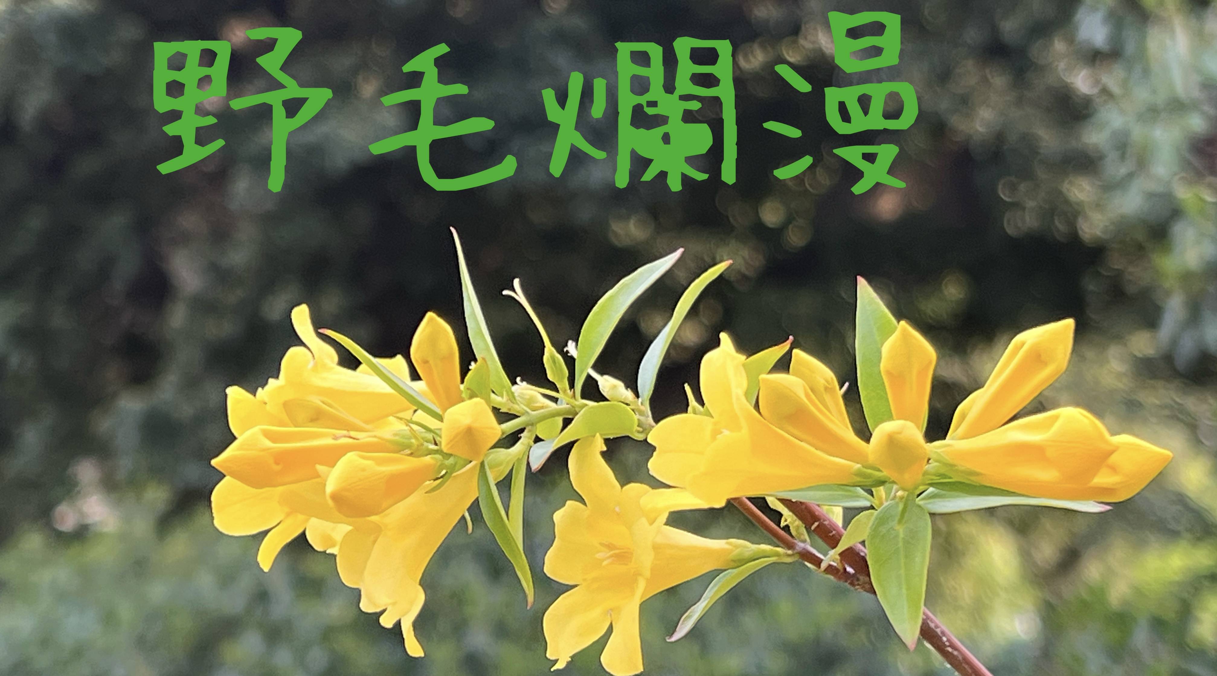 【野毛山公園の今の花便り】の写真
