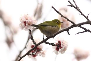 野毛山動物園で見られる生き物③