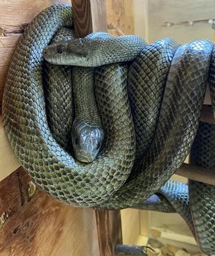 アオダイショウの引っ越し