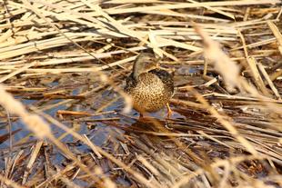 バードケージにいるカモをもっと知りたいカモ? ①
