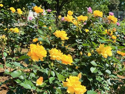 19.ゴールドマリー