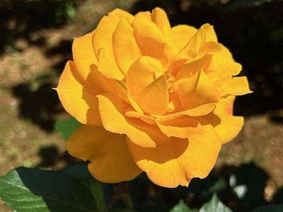 20.ゴールドマリー