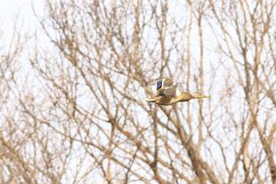 バードケージにいるカモをもっと知りたいカモ?③