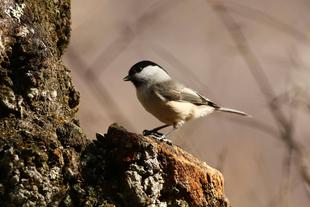来たれ!バードウィーク