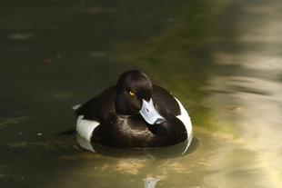 バードケージにいるカモをもっと知りたいカモ?④