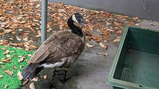 家主はしらない その7