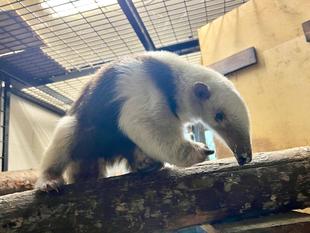 アサヒ、ありがとう