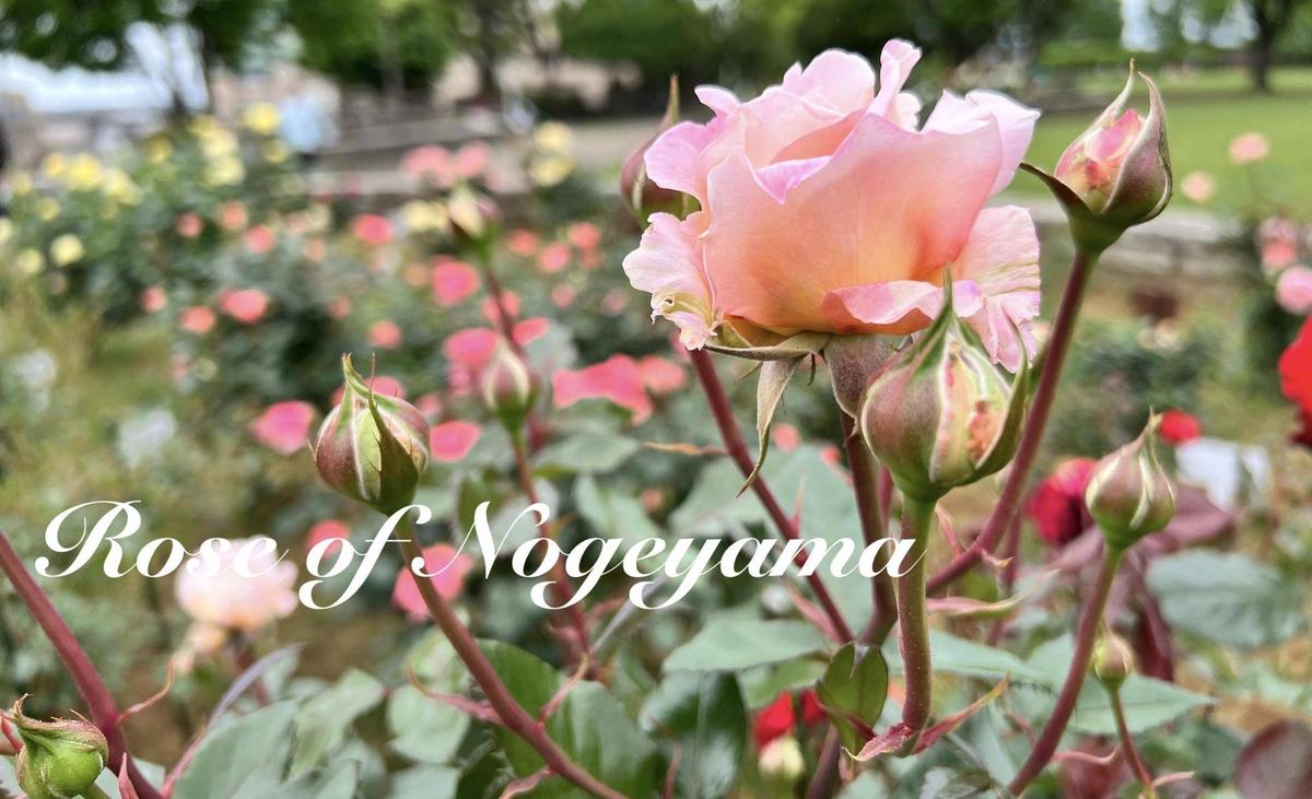 野毛山公園展望地区のバラの開花状況をいくつかご紹介いたします