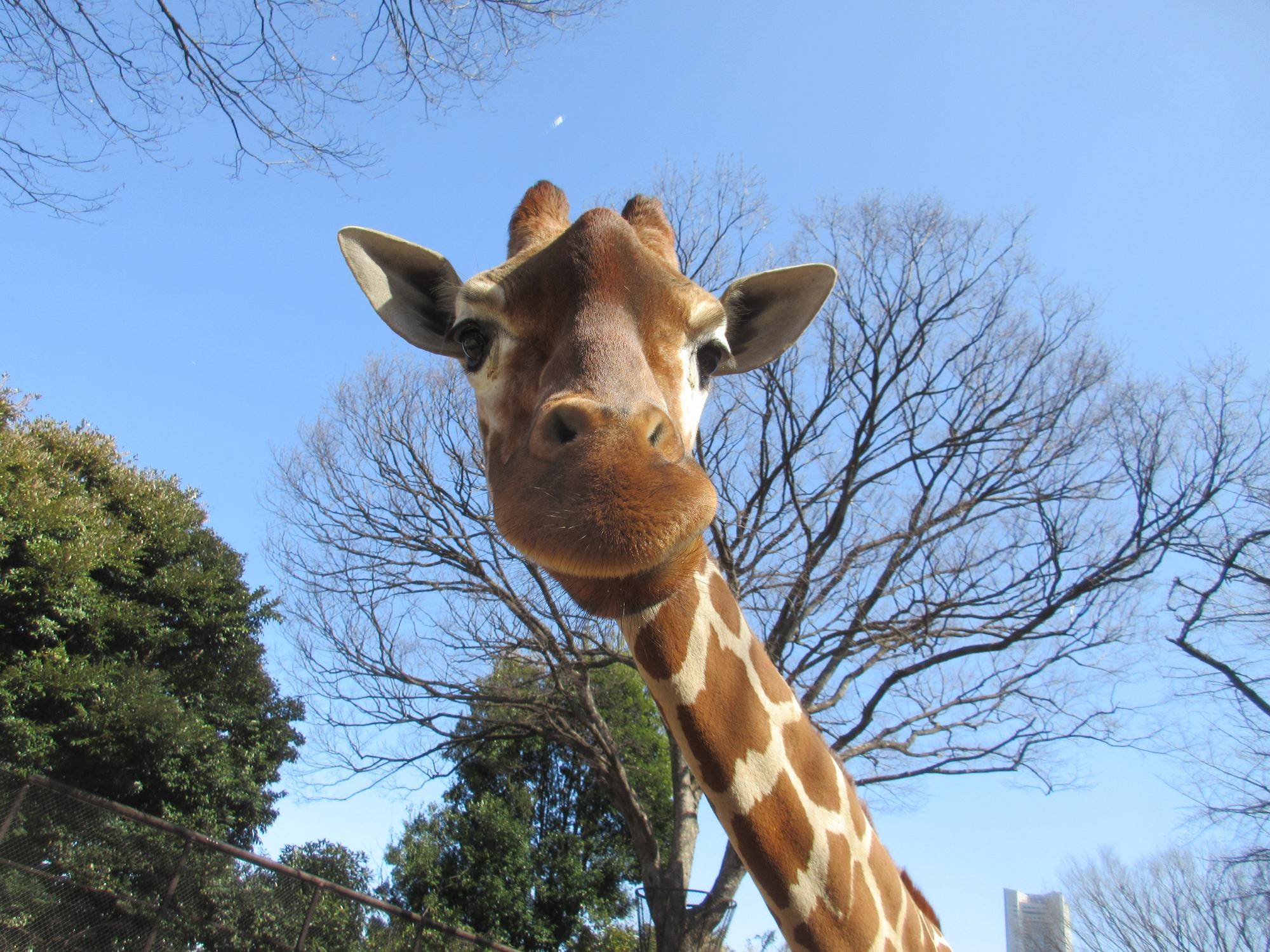 【あみあみ便り】 今年の世界キリンの日は!の写真