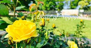 【野毛山公園の展望地区のバラ情報 第2弾】