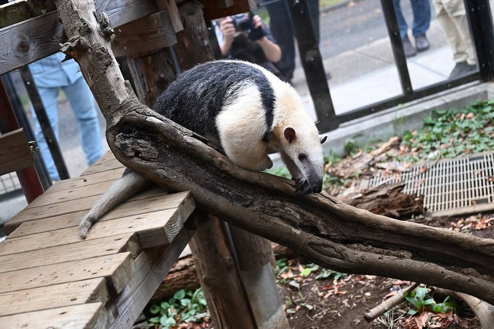 【ﾐﾅﾐｺｱﾘｸｲ】どうぶつガイド の写真