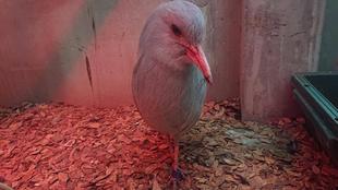 カグー引越し便