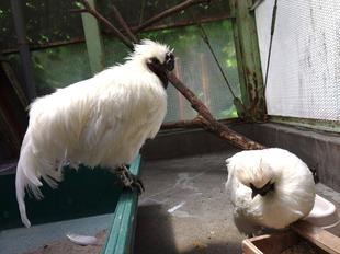 ニワトリたちの行方