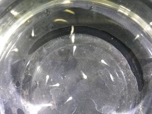 今年も試験管ベビー