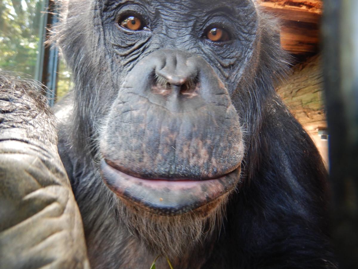 甘えてくるコブヘイ|みらいを見つめるチンパンジー｜ブログ|野毛山