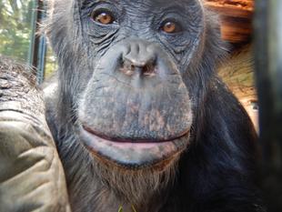 甘えてくるコブヘイ