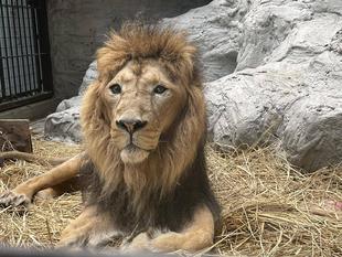 ラージャーの日々