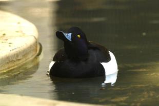 バードケージいるカモをもっと知りたいカモ？⑤