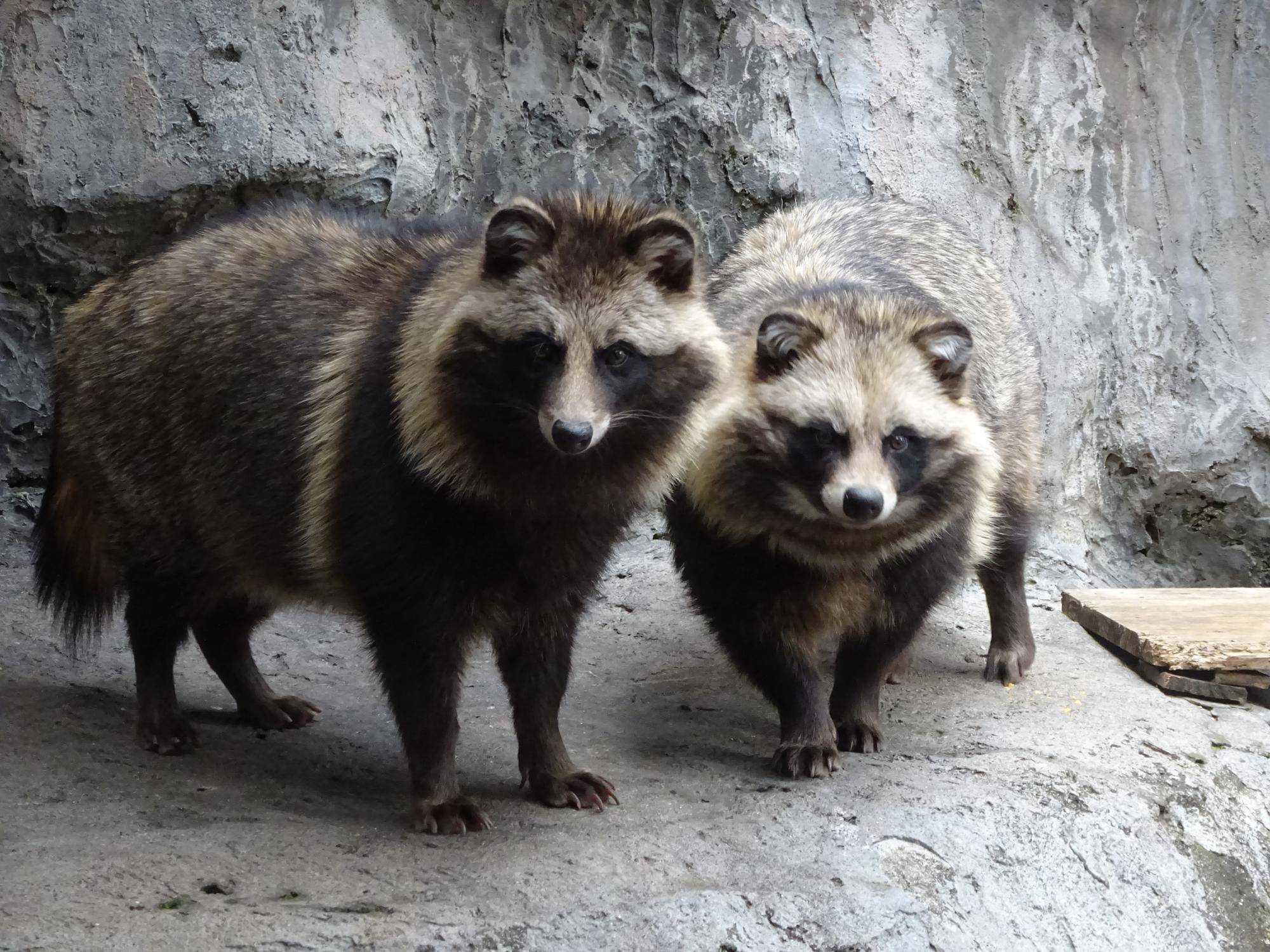 【タヌキ】どうぶつガイドの写真