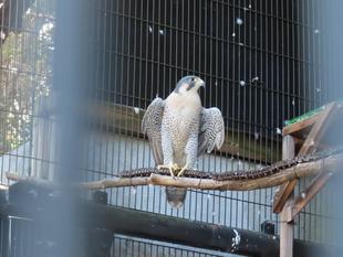 ハヤミのウッドデッキ