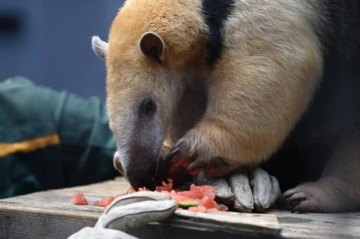 ムム、一歳おめでとう！|動物トピックス｜ブログ|野毛山動物園公式 