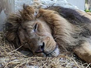 ラージャーの選択