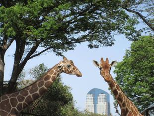 SAVE THE GIRAFFE JOIN US！　～一緒にキリンを守ろう！～