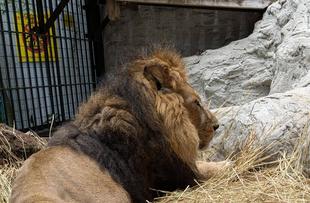 最近のラージャー